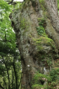 檮原八幡宮の御神木