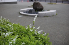 歩道の花