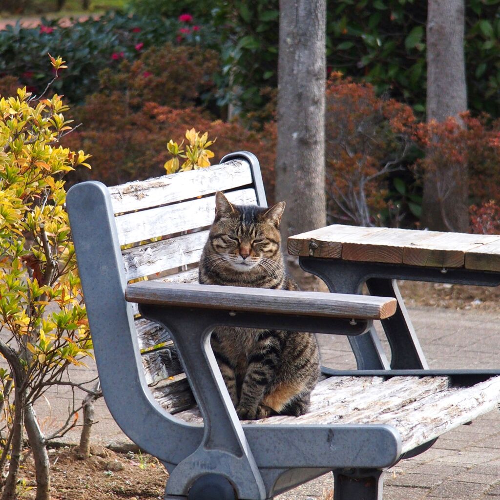 オイラのベンチ