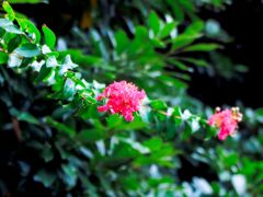 公園の花