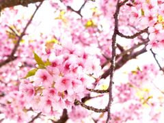 公園のさくら