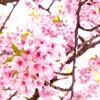 公園のさくら