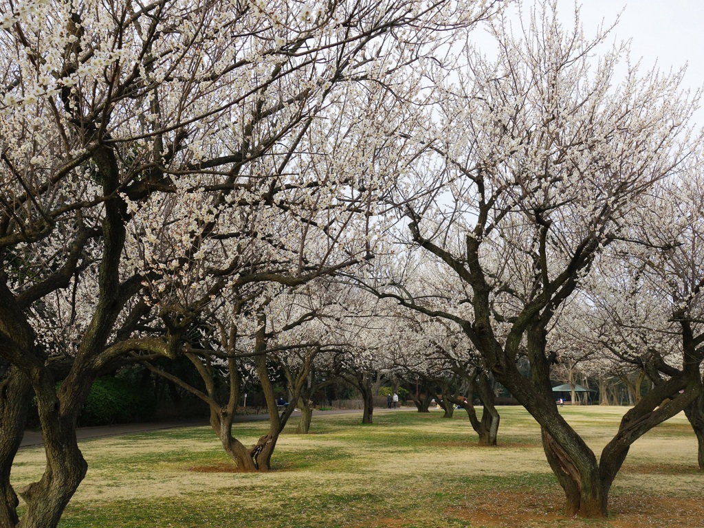 公園に春が来た