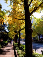 街路樹の秋