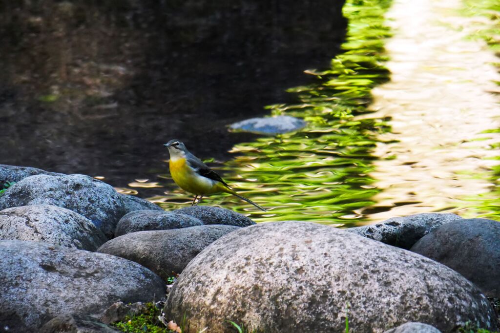 黄金の鳥