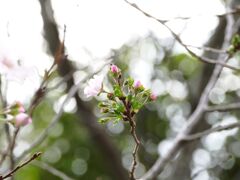 公園の花