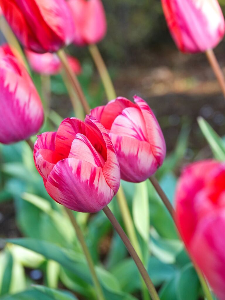 近所の花壇