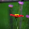 公園の花