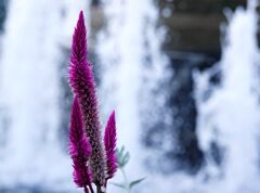 なんとなく野性的