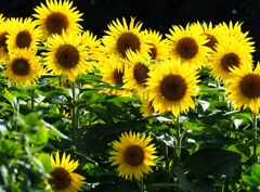 太陽の花