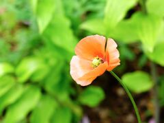 公園の花