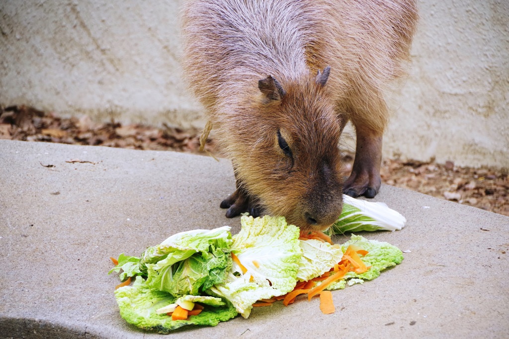 カラフルな食事