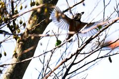 公園の野鳥