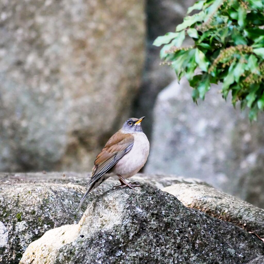 公園の野鳥