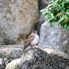 公園の野鳥
