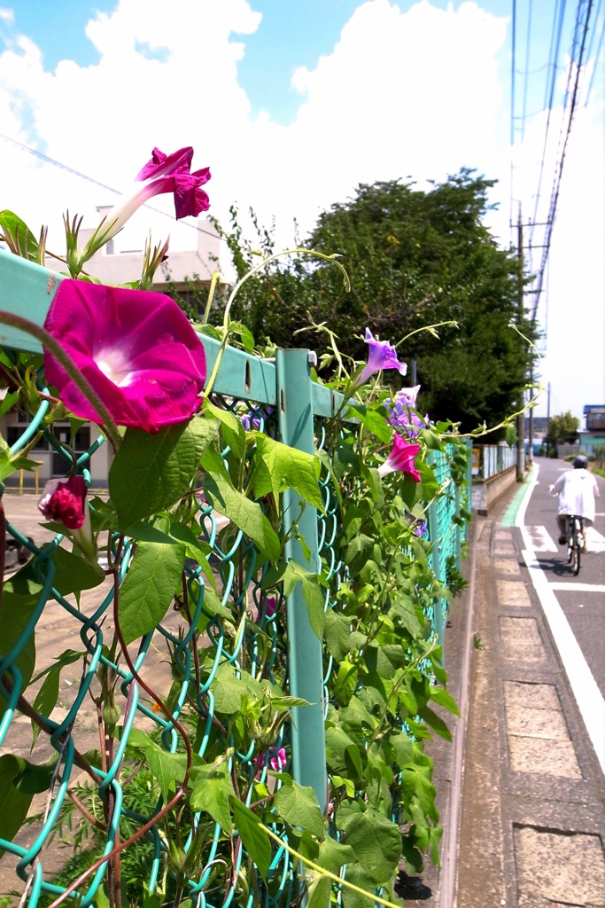 通りの朝顔