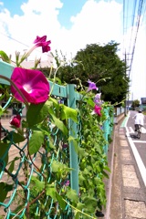 通りの朝顔