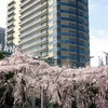 都会のさくら