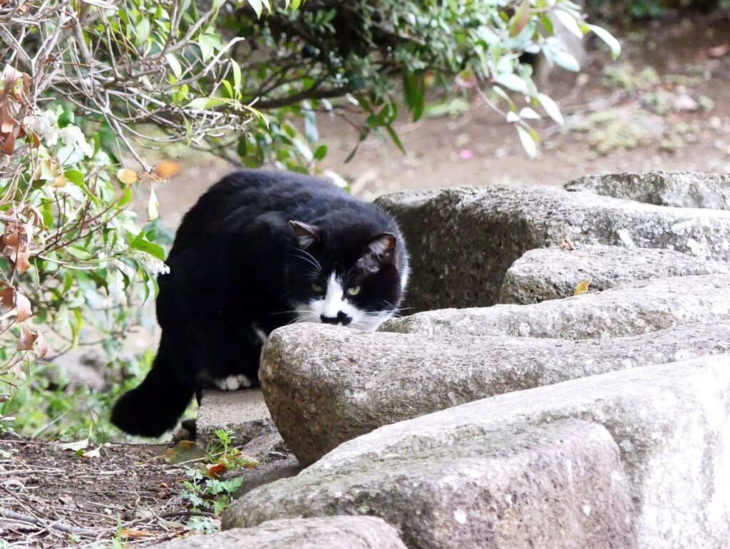一匹狼さ