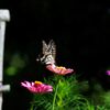 蝶と花壇