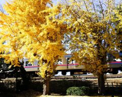 京成沿線の紅葉