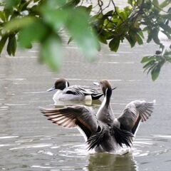 池の王