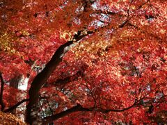 紅葉は健在