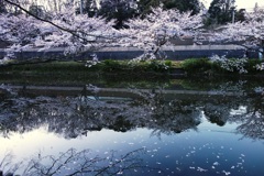 水面桜