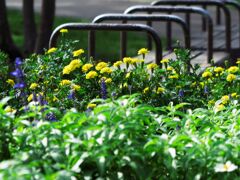 公園の花壇