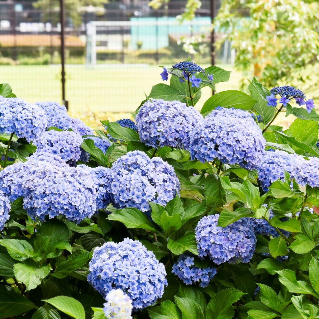 近所の公園