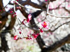 公園内の梅