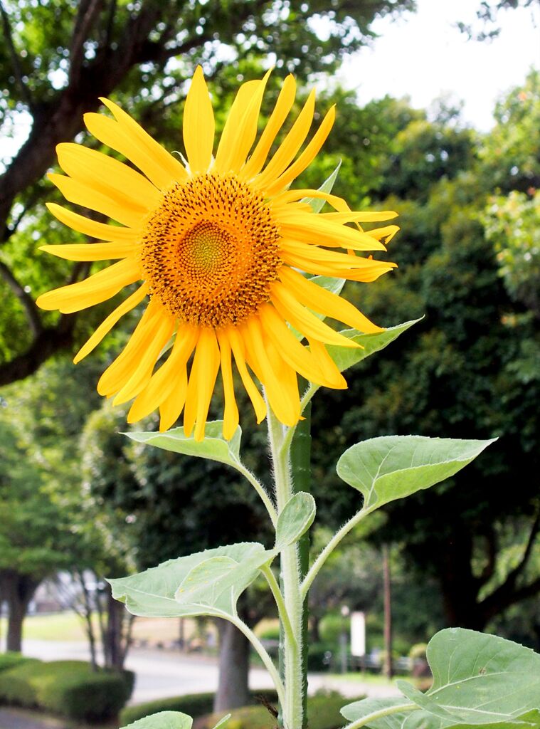 夏の花