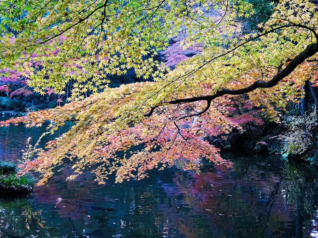 紅葉の成田山公園①