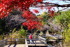 紅葉しています