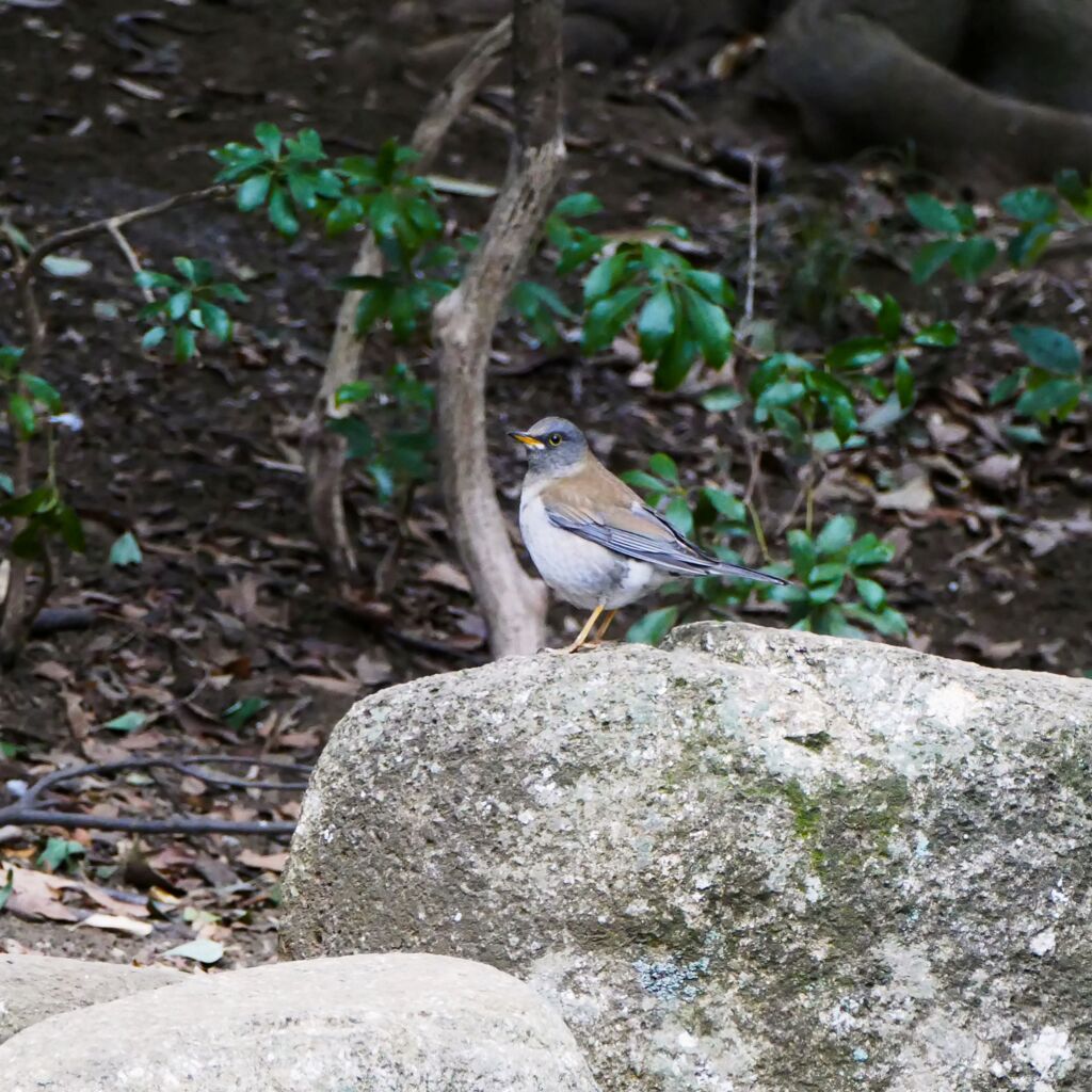 公園の野鳥
