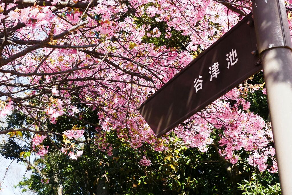 春の公園の一角