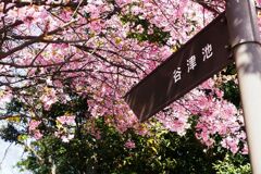 春の公園の一角