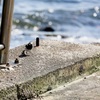 海で生きる