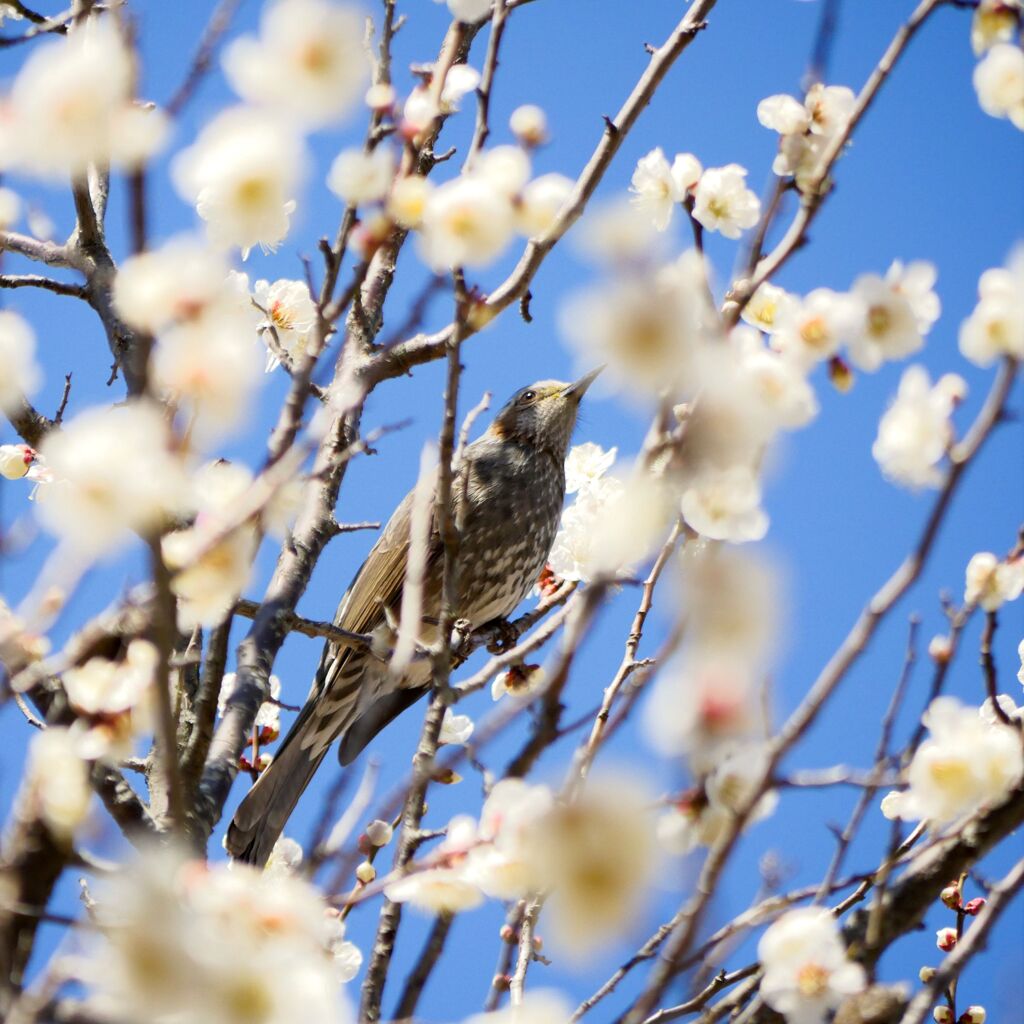 春のヒヨ