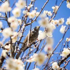 春のヒヨ