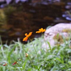 公園の花
