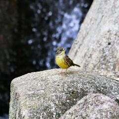 公園の野鳥