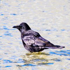 水鳥ですか？