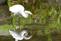 公園の野鳥