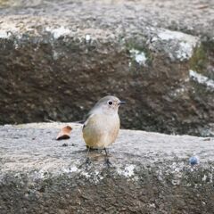 公園の野鳥