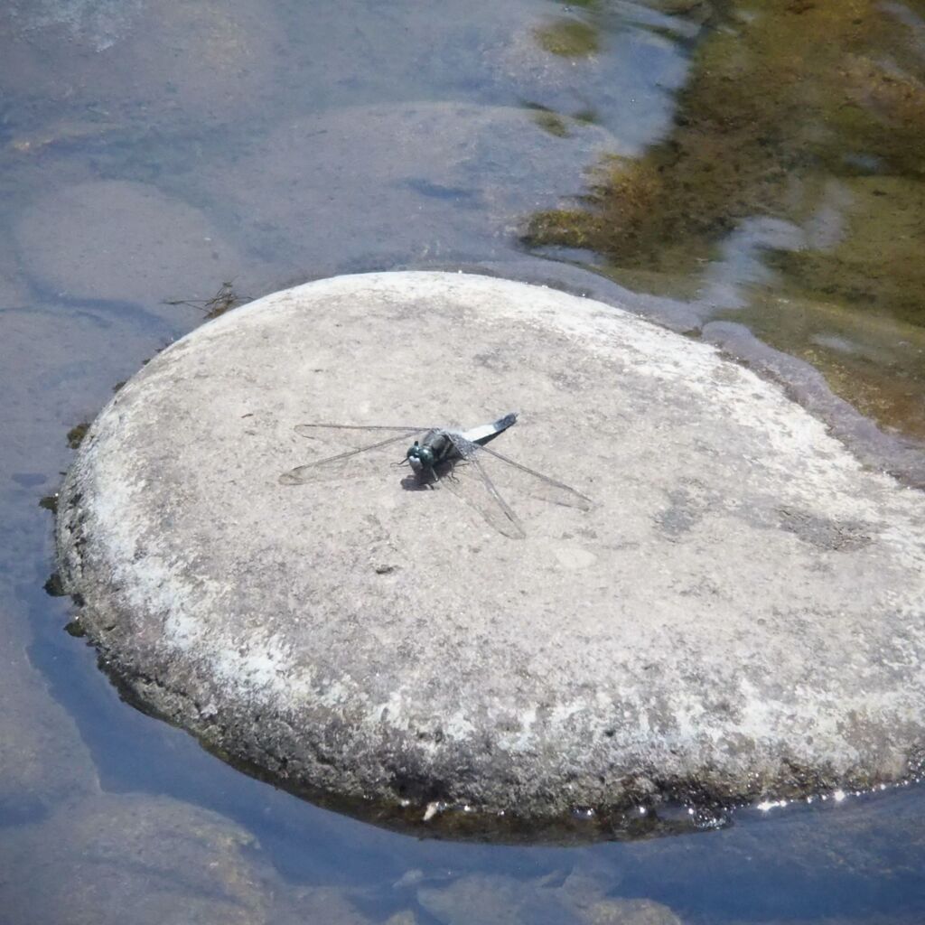 とんぼ