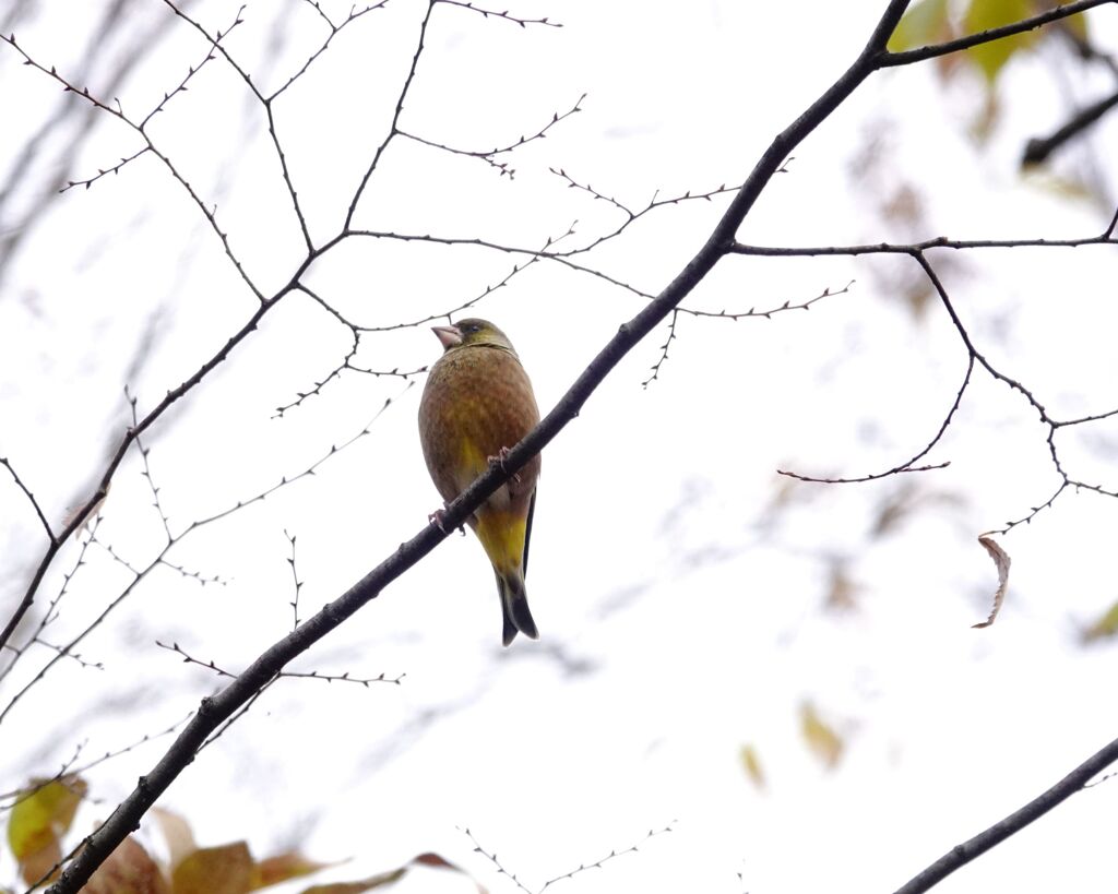 公園の野鳥