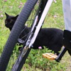 黒豹、隠れる