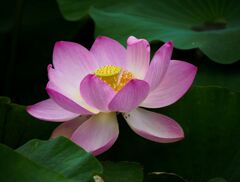 千葉市の花