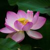 千葉市の花